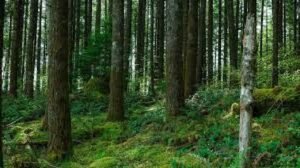 বাংলাদেশের প্রাকৃতিক সম্পদ