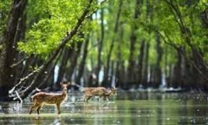 বাংলাদেশের প্রাকৃতিক সম্পদ