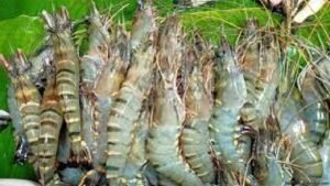 বাংলাদেশের চিংড়ি সম্পদ