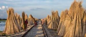 বাংলাদেশের পাটশিল্প সমস্যা ও সম্ভাবনা