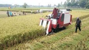 বাংলাদেশে কৃষি উন্নয়ন : সমস্যা ও সমাধান