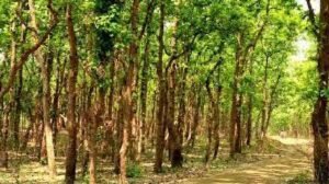 বাংলাদেশের প্রাকৃতিক সম্পদ রচনা 14 বাংলাদেশের প্রাকৃতিক সম্পদ