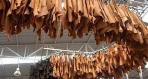 বাংলাদেশের চামড়াশিল্প রচনা 5 বাংলাদেশের চামড়াশিল্প