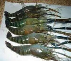 বাংলাদেশের চিংড়ি সম্পদ রচনা 2 বাংলাদেশের চিংড়ি সম্পদ