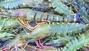 বাংলাদেশের চিংড়ি সম্পদ রচনা 3 বাংলাদেশের চিংড়ি সম্পদ