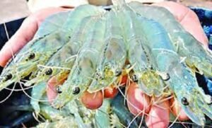 বাংলাদেশের চিংড়ি সম্পদ রচনা 5 বাংলাদেশের চিংড়ি সম্পদ