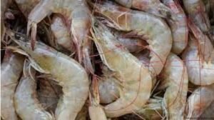 বাংলাদেশের চিংড়ি সম্পদ রচনা 6 বাংলাদেশের চিংড়ি সম্পদ