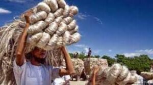 বাংলাদেশের পাটশিল্প সমস্যা ও সম্ভাবনা রচনা 2 বাংলাদেশের পাটশিল্প সমস্যা ও সম্ভাবনা