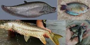 বাংলাদেশের প্রাকৃতিক সম্পদ রচনা 9 বাংলাদেশের প্রাকৃতিক সম্পদ