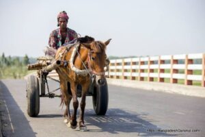 Horse and cart in the village of Gorpara, Manikgonj, Bangladesh.